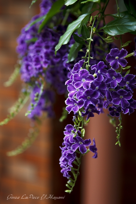 花のある風景　夏の花　紫のデュランタ_b0133053_23584692.jpg