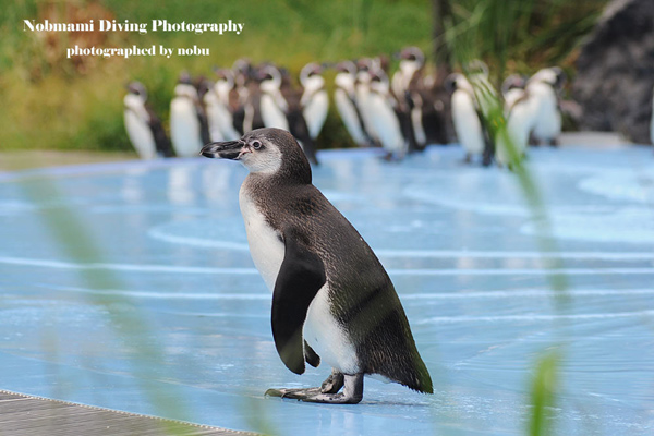 自由過ぎるペンギン　その２_d0237353_10315526.jpg