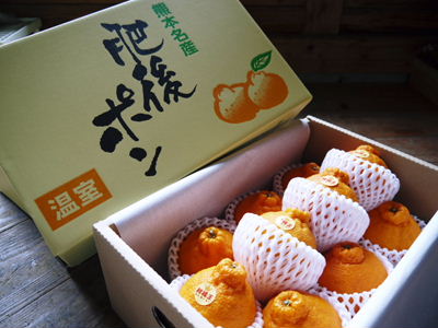 デコポン(肥後ポン) 今年もこの季節!ひも吊り作業!!その2_a0254656_17324025.jpg