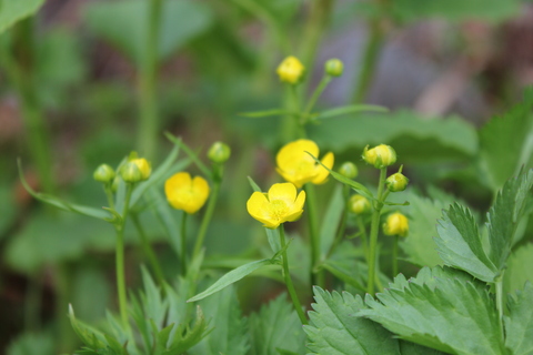 夏山の花々。。。! !_a0248459_423438.jpg