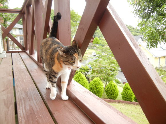 ’13,7,19(金)ドクターヘリと「サンパウ」のランチ!_f0060461_657186.jpg
