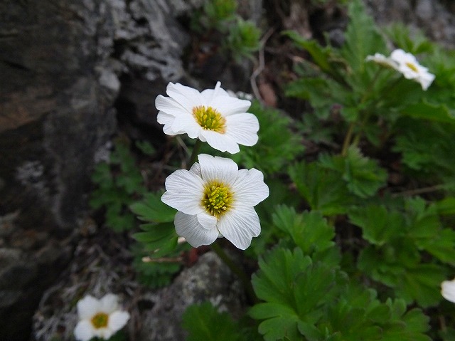 2013.7.15～18 白峰三山縦走_c0219866_1928242.jpg