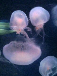 茹でガエルと海月_e0136066_7404388.jpg