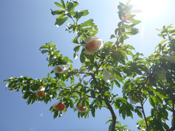自然栽培桃　収穫開始〜_c0275667_22174440.jpg