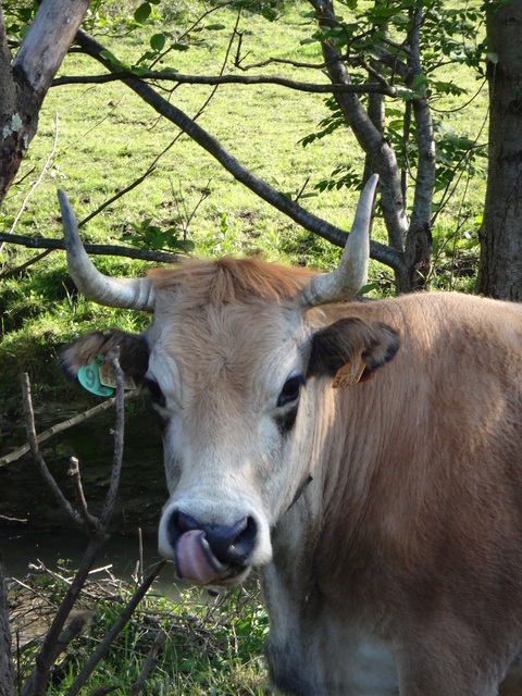 山バスク・Axpe村_e0217368_12493664.jpg