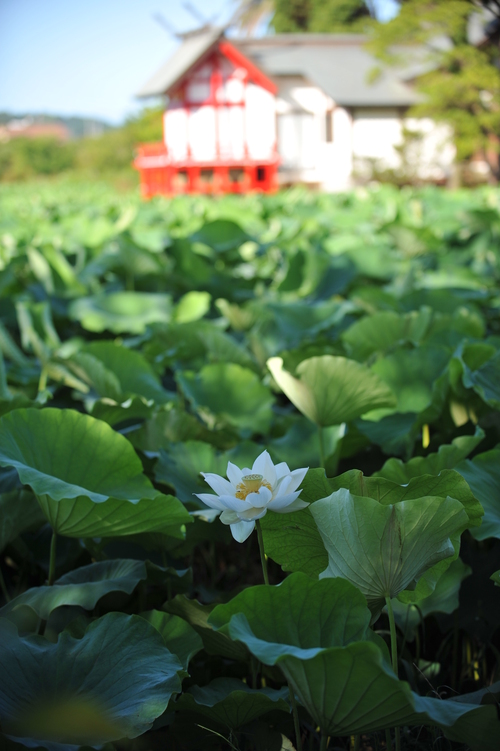 湖水ヶ池　新富町　１３年７月１３日　００５_a0043276_682449.jpg