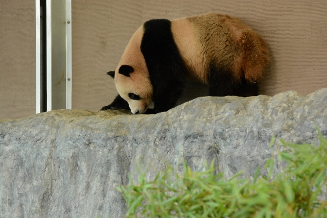 ２０１３年６月　白浜パンダ見隊２　その９　陽ちゃん池の栓を抜く_a0052986_2349138.jpg