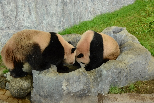 ２０１３年６月　白浜パンダ見隊２　その９　陽ちゃん池の栓を抜く_a0052986_2356231.jpg