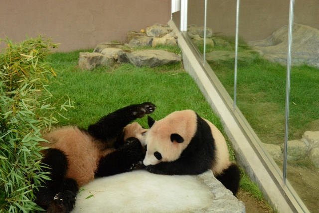 ２０１３年６月　白浜パンダ見隊２　その９　陽ちゃん池の栓を抜く_a0052986_735711.jpg