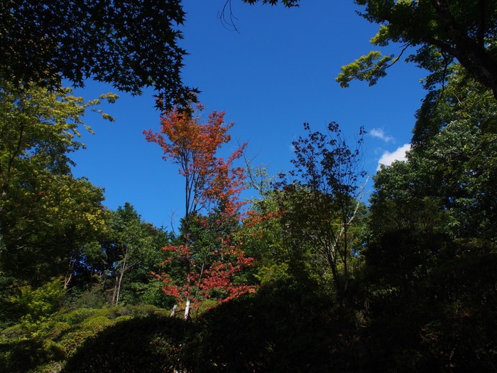 御船山楽園（武雄市）　2013.7.19撮影_a0149488_20513194.jpg