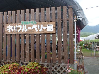 そうだ、ブルーベリーをお土産に持ってゆこう_a0096989_12381.jpg