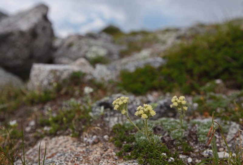 木曽駒ケ岳の花　その2_f0000789_8431478.jpg