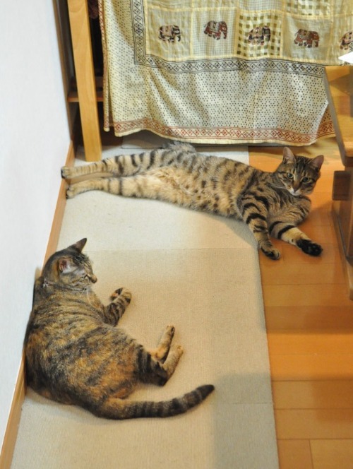 よこどり_a0126590_724269.jpg