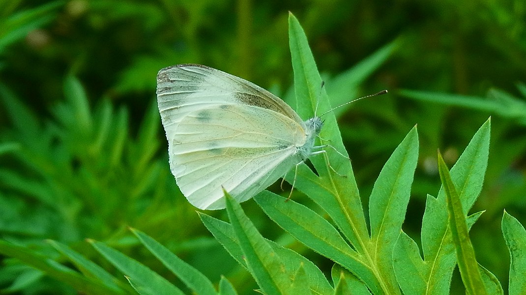 a0152692_1813173.jpg