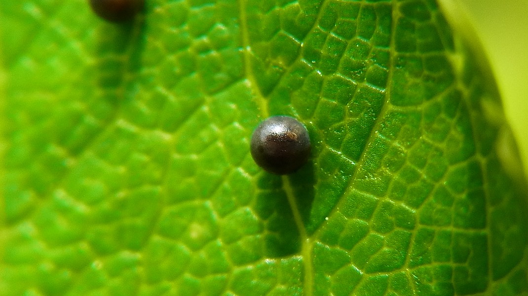 a0152692_1823382.jpg