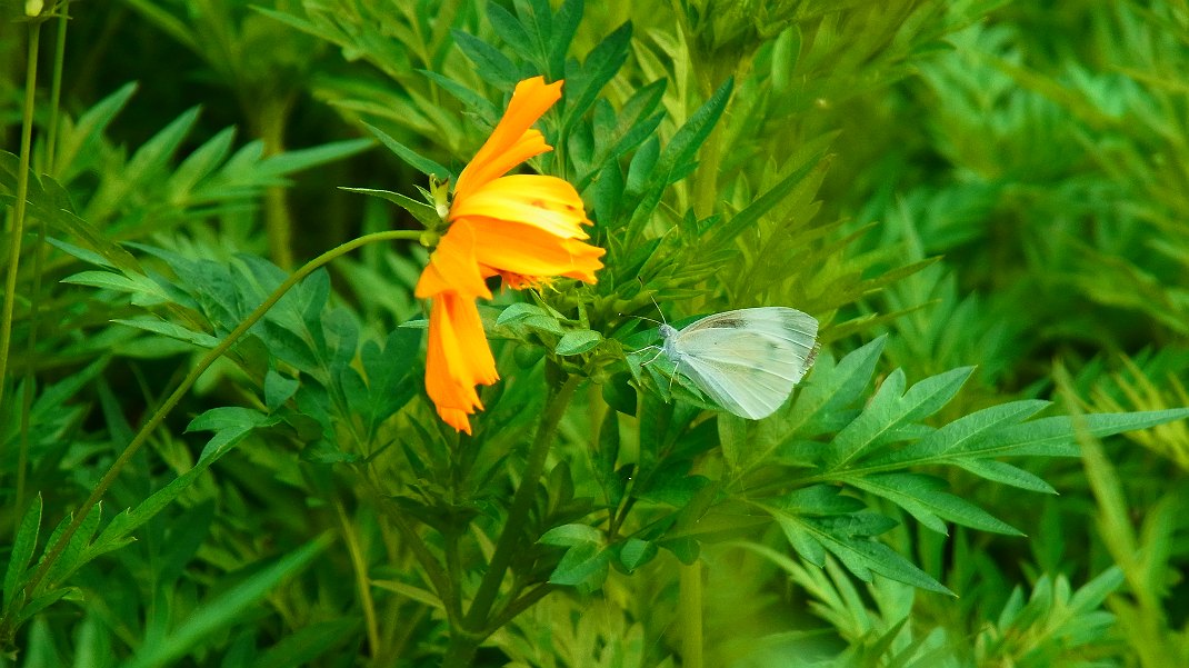 a0152692_1893720.jpg