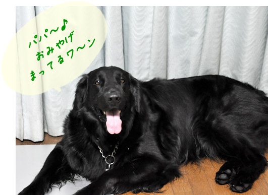 まってる U^ｪ^U ワン!_f0176499_3252998.jpg