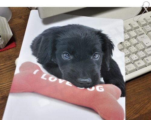 まってる U^ｪ^U ワン!_f0176499_3315847.jpg