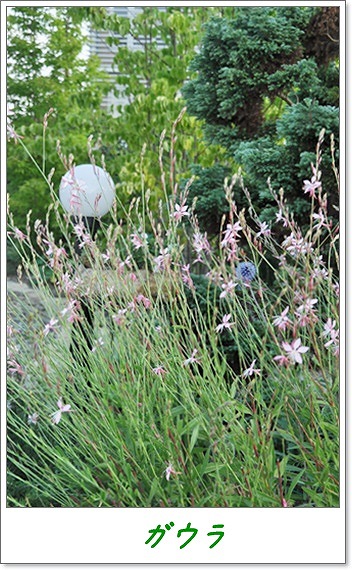 まってる U^ｪ^U ワン!_f0176499_3403534.jpg