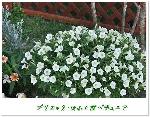 まってる U^ｪ^U ワン!_f0176499_3445589.jpg