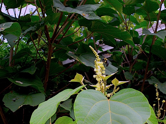d0166900_10314442.jpg