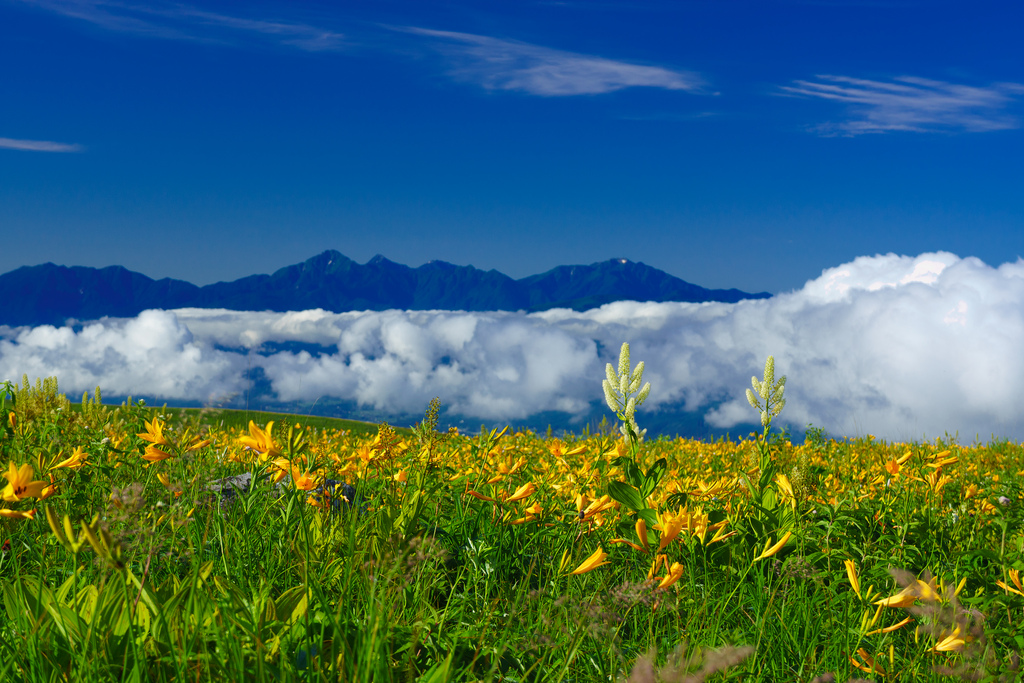 『霧ケ峰・雲上の黄色い絨毯』_b0244602_10124521.jpg