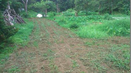 e0270403_1753856.jpg