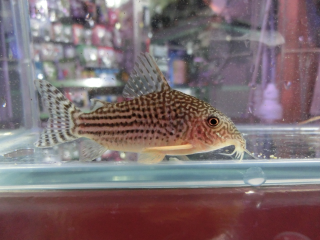 前代未聞!?コリドラス・逆ハラルドシュルツィ!!_b0141806_23445489.jpg
