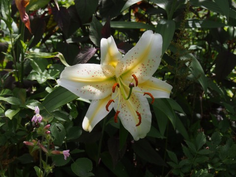 c0117007_1713446.jpg