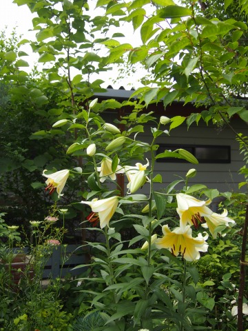 c0117007_1733925.jpg