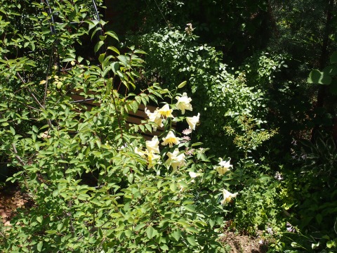 c0117007_1755919.jpg