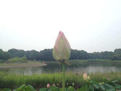 夏ニガテ_e0239908_18372146.jpg