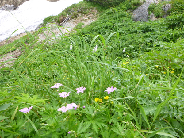 d0170615_8155135.jpg