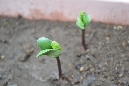 NINOKURA「関根豆」を育てよう企画に参加しています。_d0264817_0223172.jpg