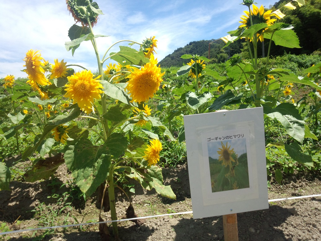 ２０日（土）期日前投票とサ店のモーニングとひまわり畑_a0107718_19314721.jpg