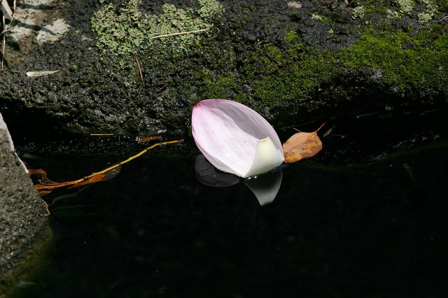 e0117318_12413544.jpg