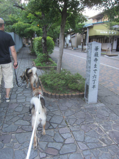 カナの車酔い 四国犬 テツカナ今日この頃 翔ちゃんもいるよ