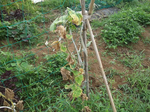 3代目キューリを定植しました。_b0137932_14454675.jpg