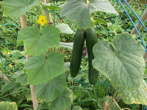 3代目キューリを定植しました。_b0137932_14463564.jpg