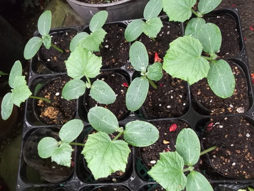 3代目キューリを定植しました。_b0137932_14481952.jpg