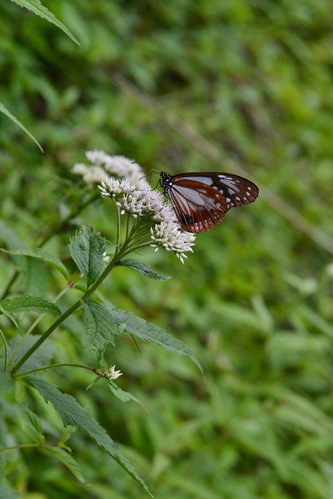 b0236334_2117225.jpg
