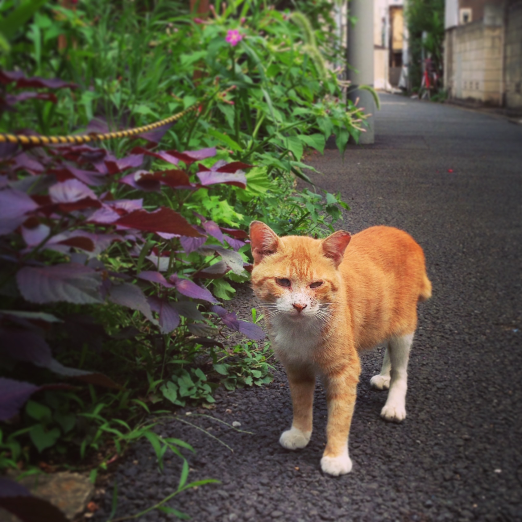 はじめましてのオレンジ猫さん_a0117440_22223410.jpg