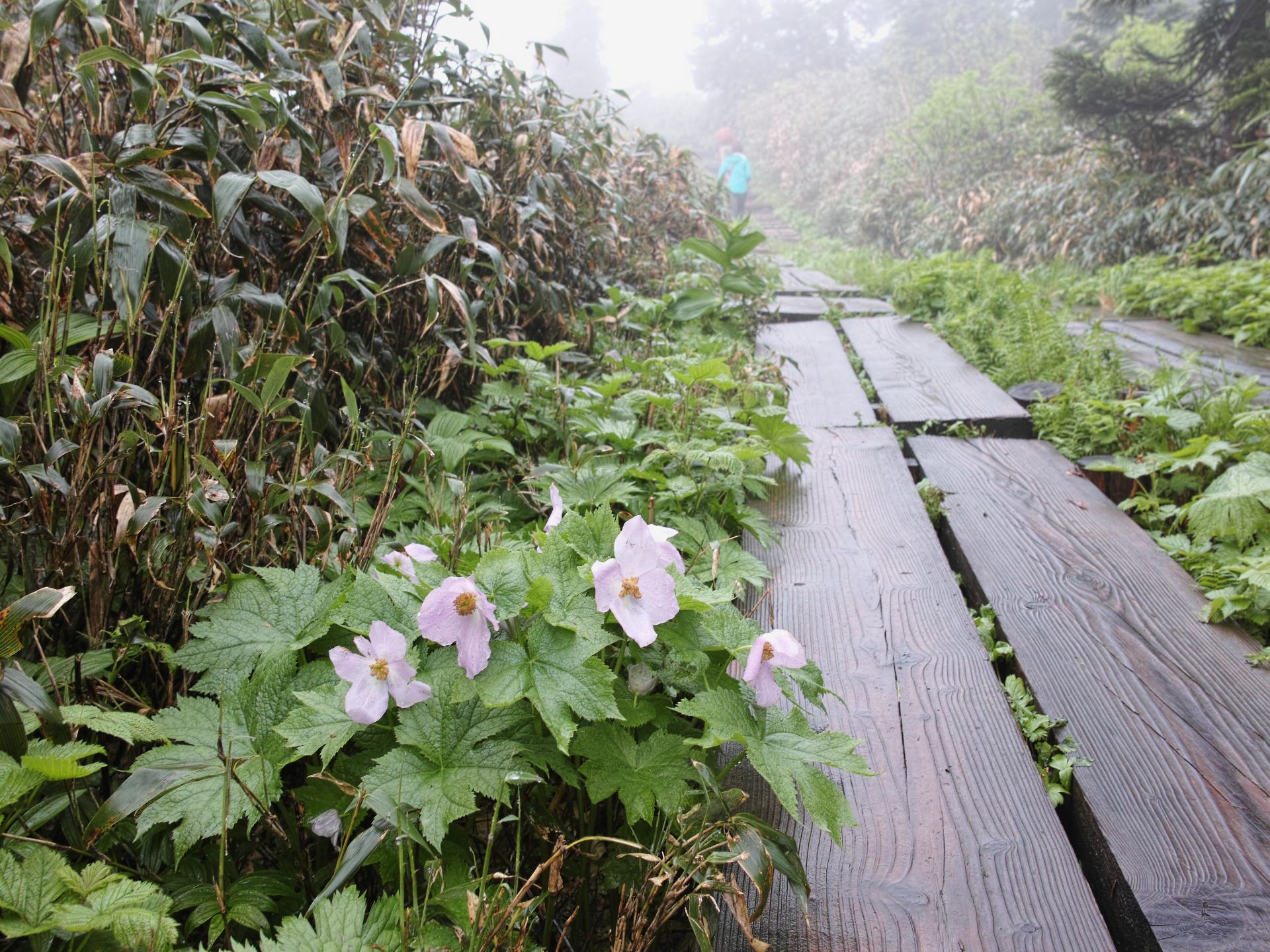 続：梅雨の最中の八幡平で控えめに遊ぶ　_c0008948_1748016.jpg