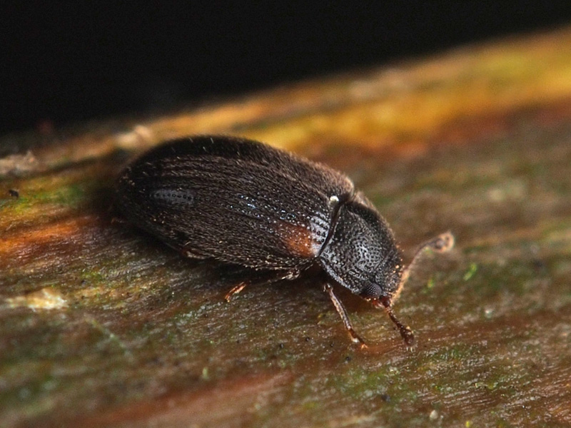 クロアシムクゲキスイ近縁種 Biphyllus sp. 6646 : 小さき者