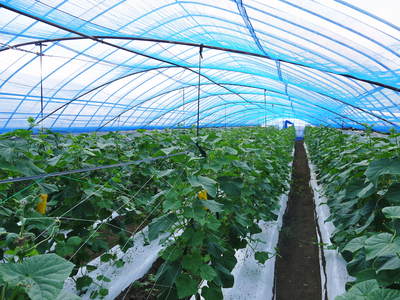 夢キュウリ 収穫スタート&次の定植の準備作業_a0254656_16302614.jpg