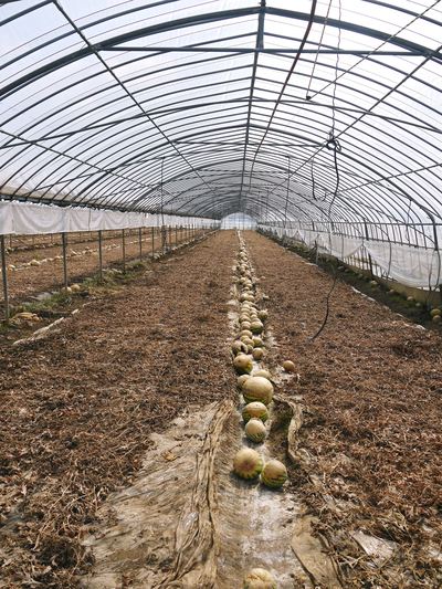 夢キュウリ 収穫スタート&次の定植の準備作業_a0254656_1730383.jpg