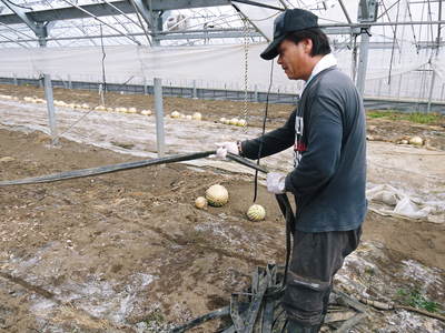 夢キュウリ 収穫スタート&次の定植の準備作業_a0254656_17362844.jpg