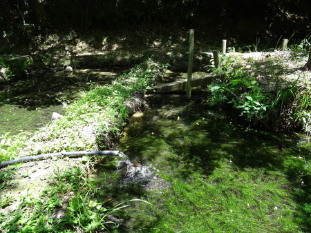 大阪府立大学カニマーキングサポート(カニ調査②) in せんなん里海公園_c0108460_22195286.jpg