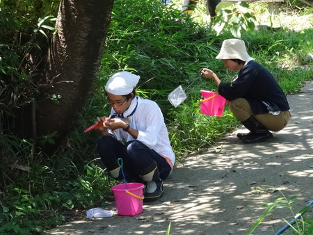 大阪府立大学カニマーキングサポート(カニ調査②) in せんなん里海公園_c0108460_22215792.jpg