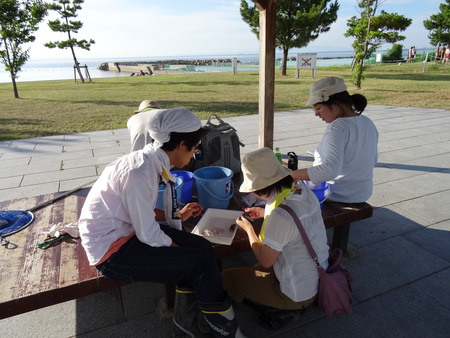 大阪府立大学カニマーキングサポート(カニ調査②) in せんなん里海公園_c0108460_22255183.jpg